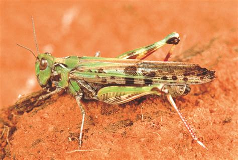 Locust .